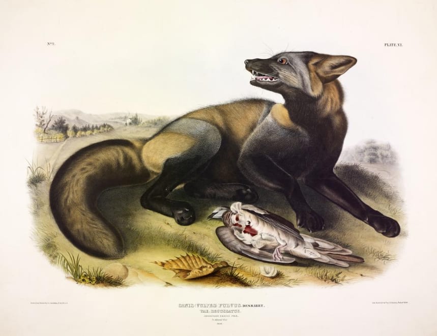 Canis (Vulpes) Fulvus. Desmaret. Var. Decussatus. American Cross-Fox. (v. 1, no. 2, plate 6) 