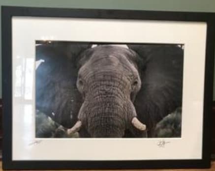 Elephant Closeup, Tarangire, Tanzania by Iva Spitzer 