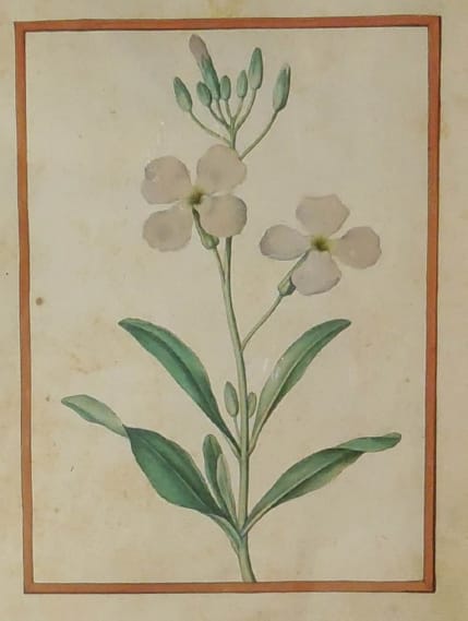Gilliflower 
