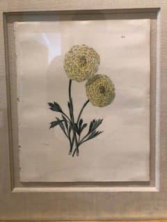 Plate 174, Lenora- Ranunculus 