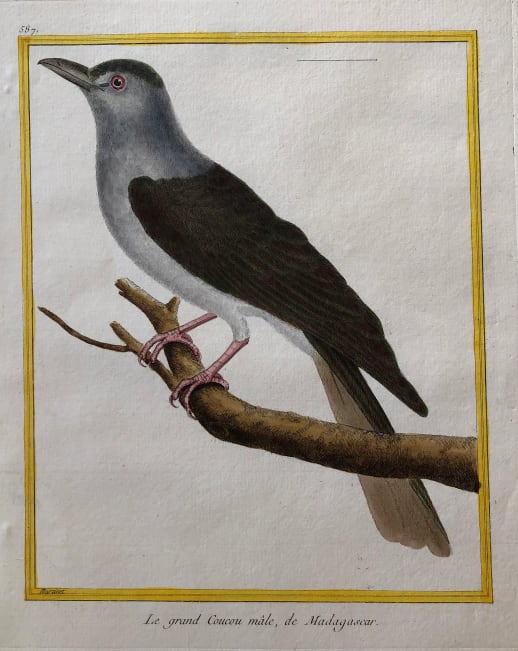 Le Grand CouCou Male de Madagascar by Francois-Nicolas Martinet 