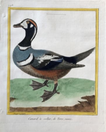 Canard a Collier de Terre-Neuve by Francois-Nicolas Martinet 