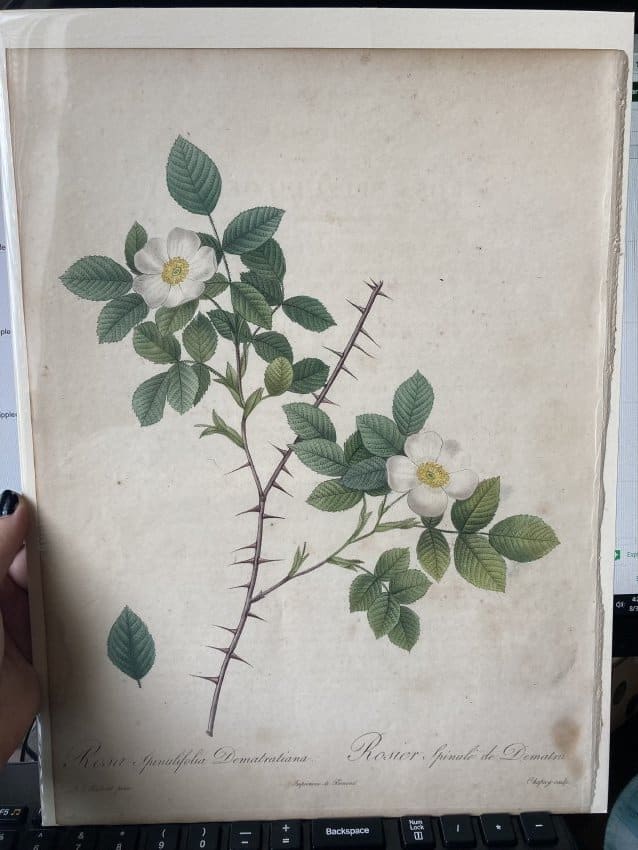 Rosa Spinulifolia Dematratiana by Pierre-Joseph Redouté 