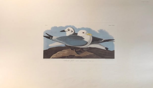 Kittiwake Gull 