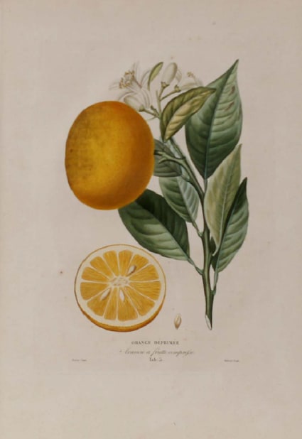 Orange Deprimee 