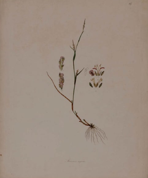 Plate 117, Manisuris myurus by Unknown Artist 