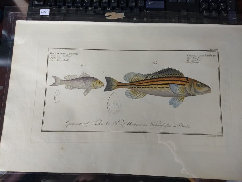 Gymnocephalus Argenteus (The Silver-Bald), Plate 332 Gymnocephalus Schraster (The Schraster), Pla... 