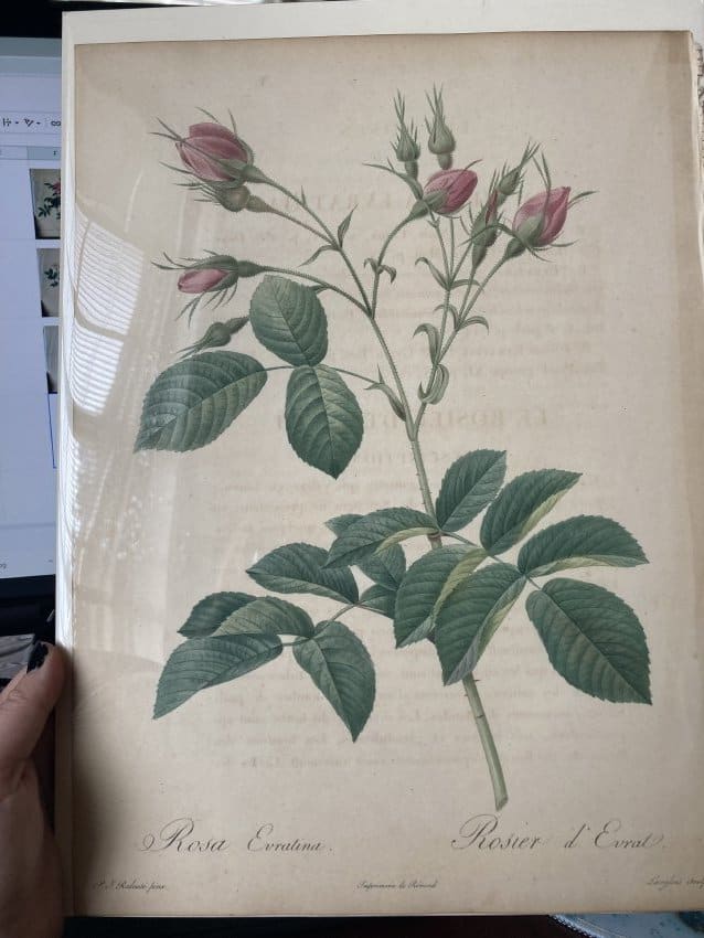 Rosa Evratina by Pierre-Joseph Redouté 