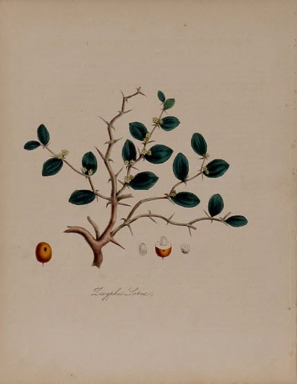 Lizyphus Lotus by MA Burnett 