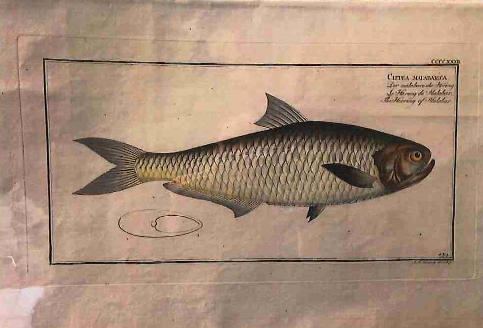 Plate 432, Clupea malabarica, The Herring of Malabar 