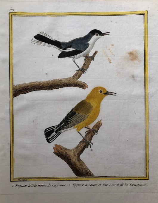 1. Figuier a Tete Noire de Cayenne 2. Figuier a Ventre at Tete Jaunes de la Louisiane by Francois-Nicolas Martinet 