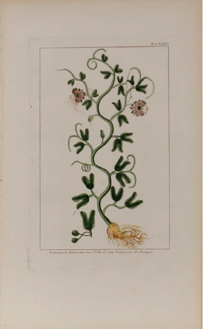 Plate 74, Contrayerva Americana vera by Unknown Artist 