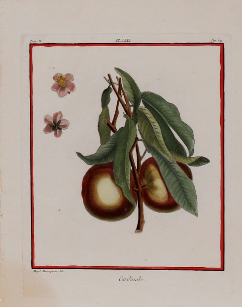 Cardinale by Basseporte 