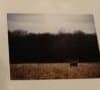 Highland Steer by Nick Dentamaro, Image 1.
