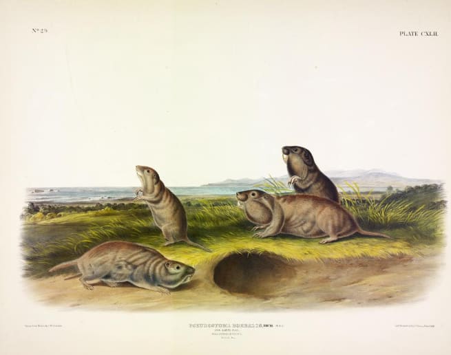 Pseudostoma borealis, Rich. Camas Rat. (v. 3, no. 29, plate 142) 