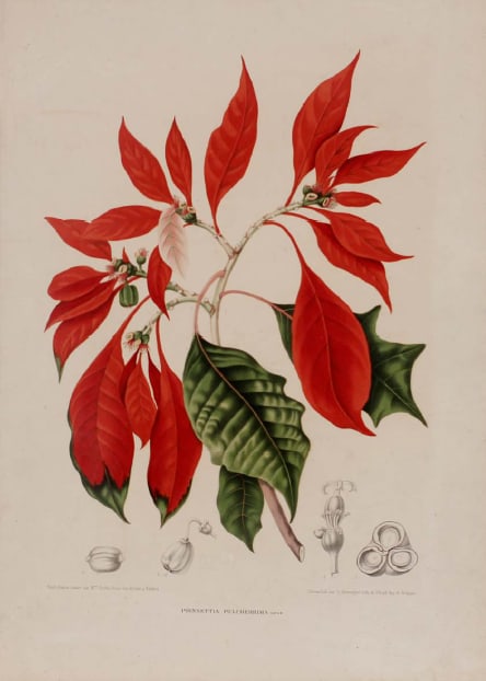 Poinsettia pulcherrima by G Severeyns 