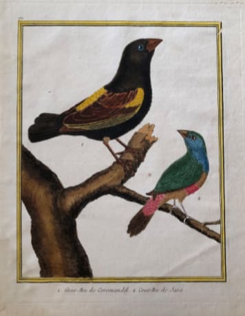 1. Gros-Bec de Crormandel 2. Gros-bec de Java by Francois-Nicolas Martinet 