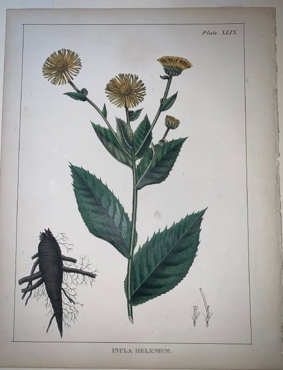 Inula Helenium by Joesph Carson 