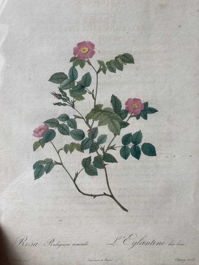 Rosa Rubiginosa nemoralis by Pierre-Joseph Redouté 