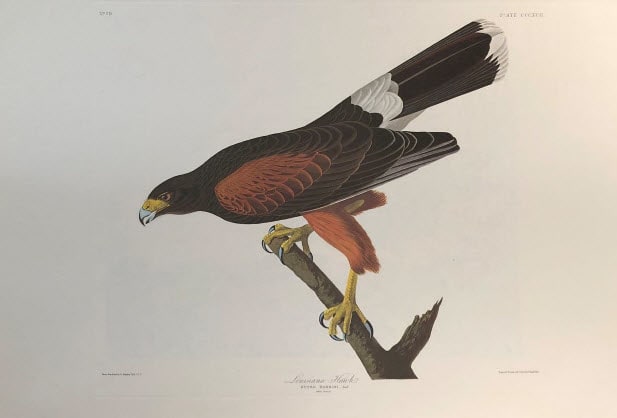 Louisiana Hawk 