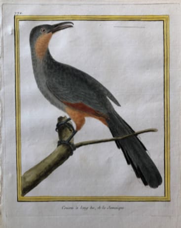 Coucou a long bed de la Jamaique by Francois-Nicolas Martinet 
