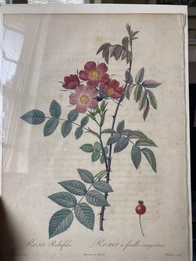 Rosa Rubrifolia by Pierre-Joseph Redouté 