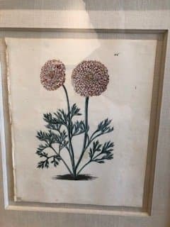 Plate 46, Oeillet Parfait-Ranunculus 