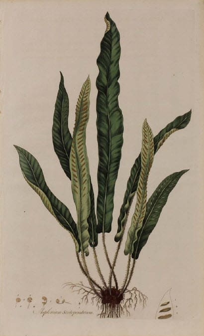 Asplenium Scolopendrium by Unknown Artist 