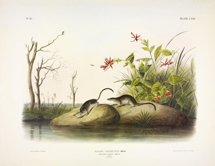 Sorex palustris, Rich. American Marsh-Shrew. (v. 3, no. 25, plate 125) 