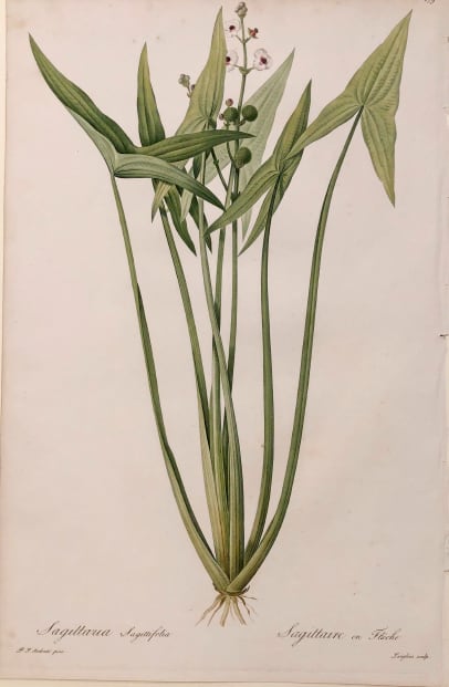 Plate 279, Les Liliacées by Pierre-Joseph Redouté 