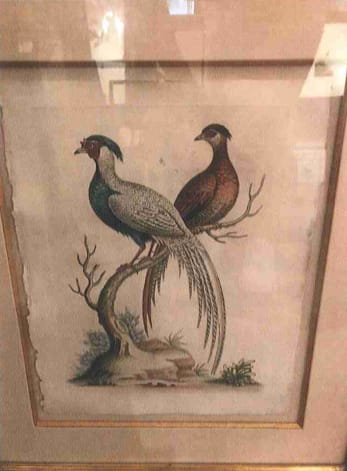 Pheasants by George Edwards 