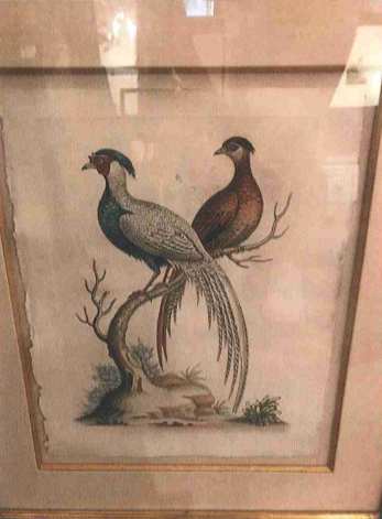 Pheasants by George Edwards, Image 1.
