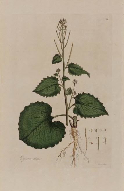 Erysimum alliaria by Unknown Artist 