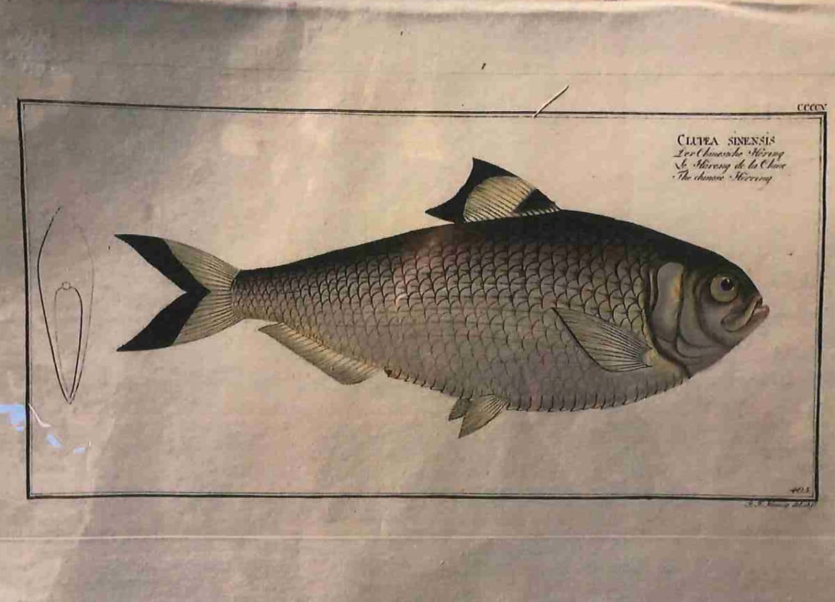 Plate 405, Clupea sinesis, The Chinese Herring 