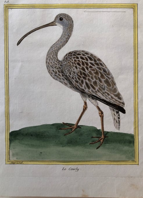 Le Courly by Francois-Nicolas Martinet 