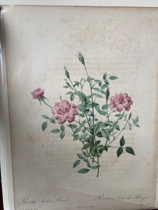 Rosa Indica Pumila by Pierre-Joseph Redouté 
