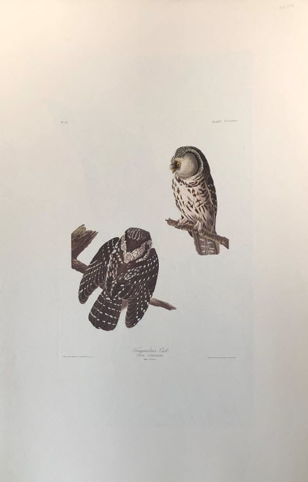 Tengmalm's Owl 