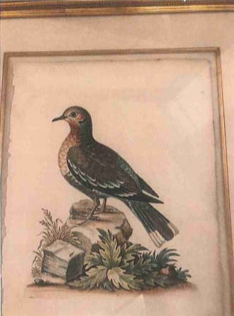 Dove pl 76 by George Edwards 