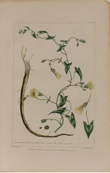 Convolvulus by Philip Miller 