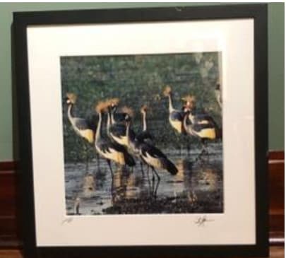 Crowned Cranes, South Luangwa, Zambia by Iva Spitzer 