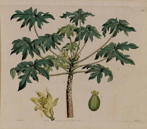 Plate 459 by J Ridgway 