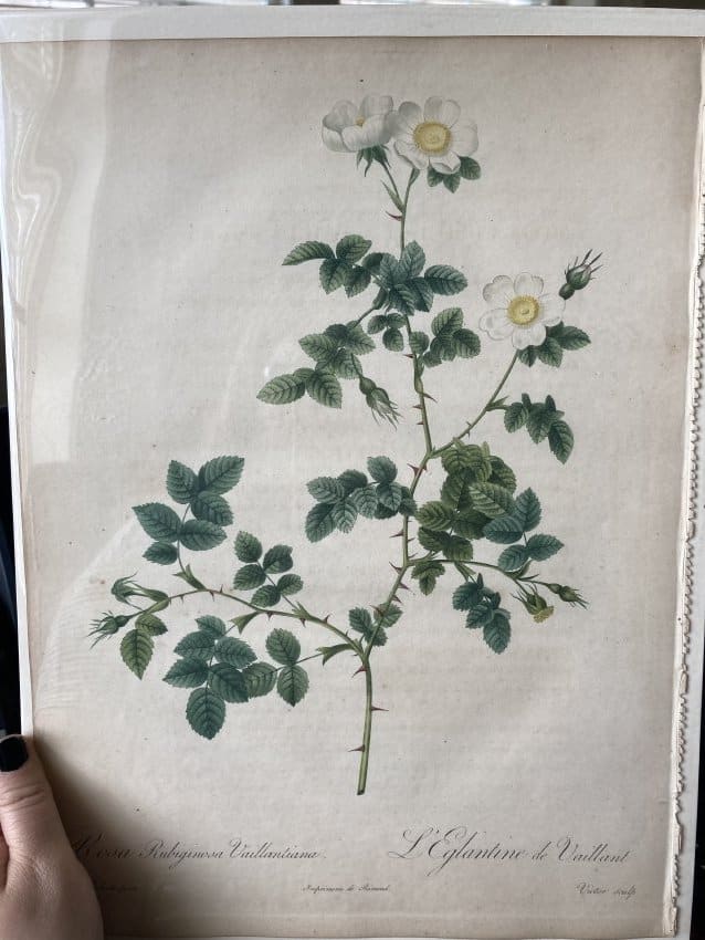 Rosa Rubignosa Vaillantiana by Pierre-Joseph Redouté 