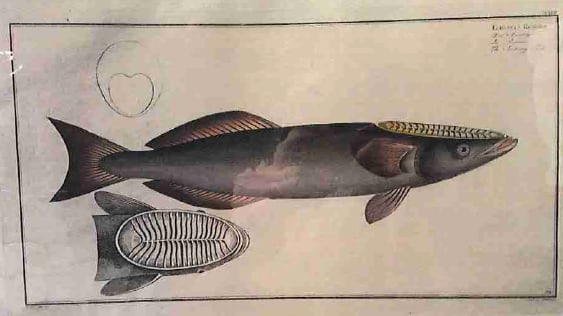 Echeneis Ramora, The sucking fish 