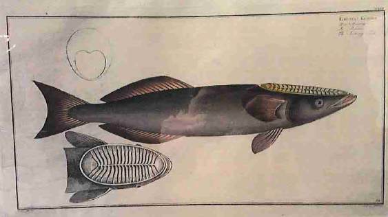 Echeneis Ramora, The sucking fish, Image 1.