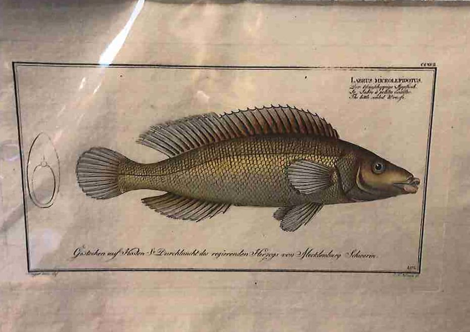 Plate 292, Labrus microlepidotus,  The little scaled Wrasse 