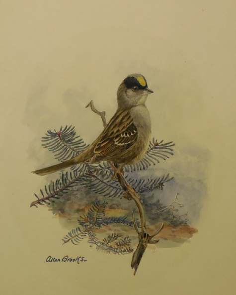 Golden Crowned Sparrow by Allan Brooks, Image 1.