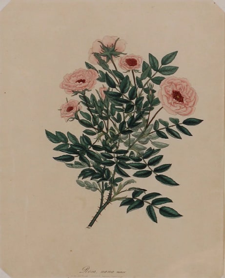 Rosa, Nana minor by Mary Lawrence 