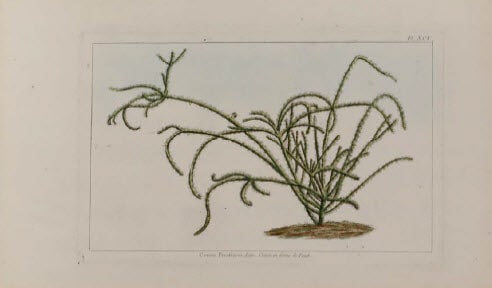 Cereus Parafiticus by Unknown Artist 