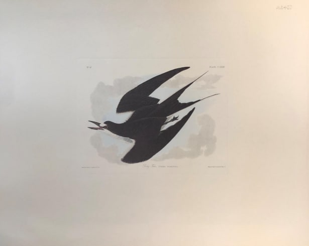 Sooty Tern 