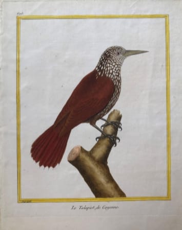 Le Talapiot, de Cayenne by Francois-Nicolas Martinet 